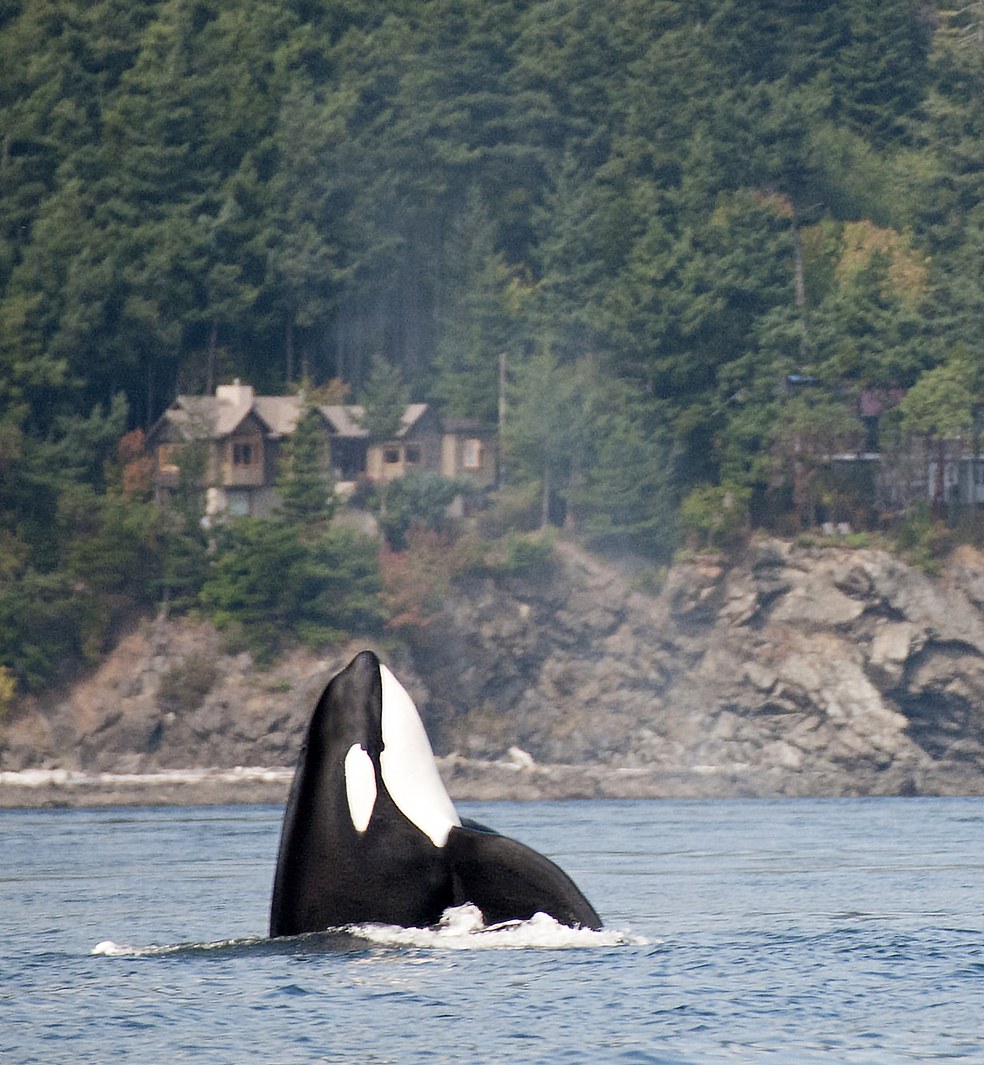 Orca whale in the San Juan Islands